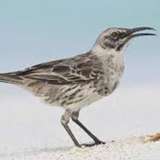 Image related to Spot a Mockingbird