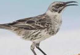 IgluCruise.Application.ViewModels.Shared.WebImageViewModel?.Description