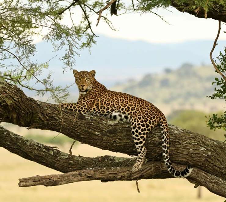 African Leopard