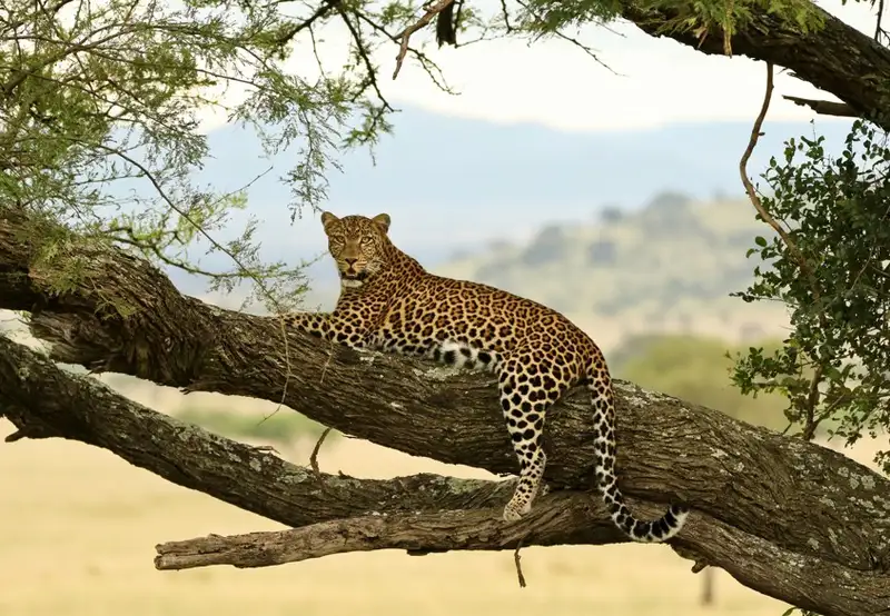 African Leopard
