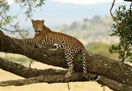 IgluCruise.Application.ViewModels.Shared.WebImageViewModel?.Description