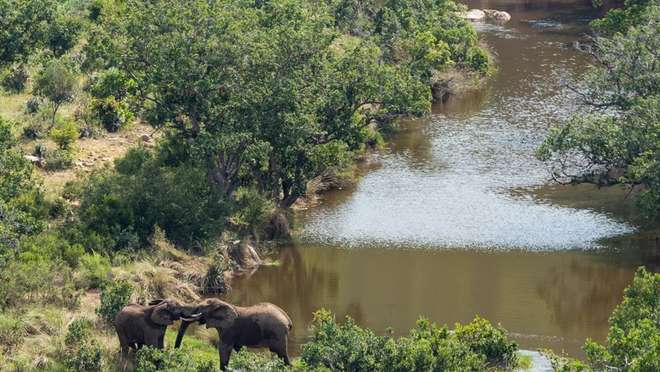 Enjoy a Morning and Afternoon Game Drive at Welgevonden Game Reserve