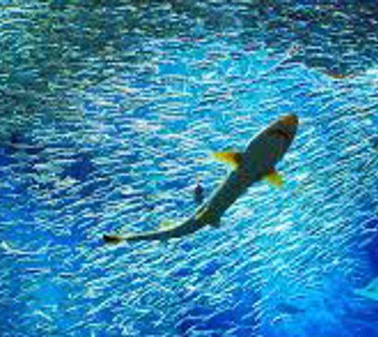 Aqua World Oarai