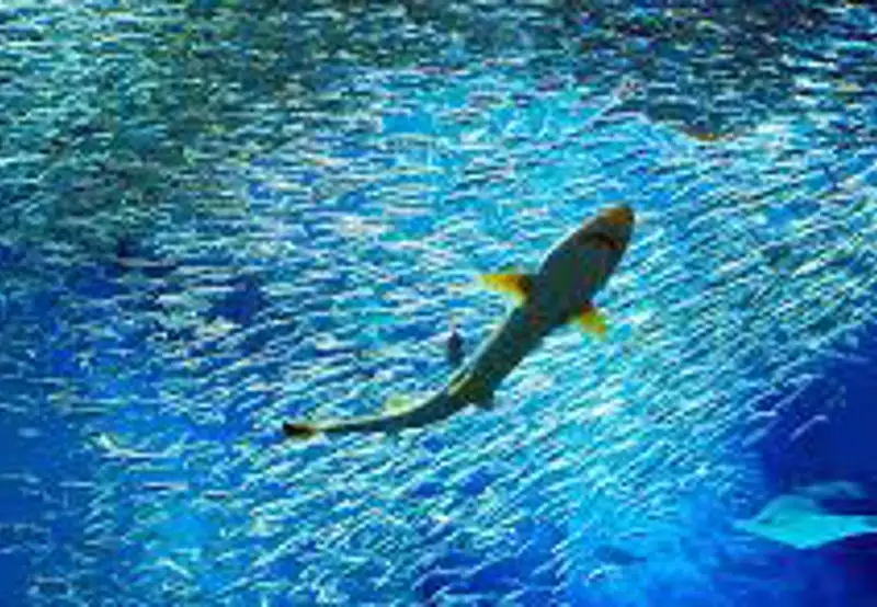 Aqua World Oarai