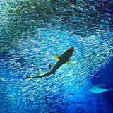 Image related to Aqua World Oarai