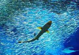 IgluCruise.Application.ViewModels.Shared.WebImageViewModel?.Description