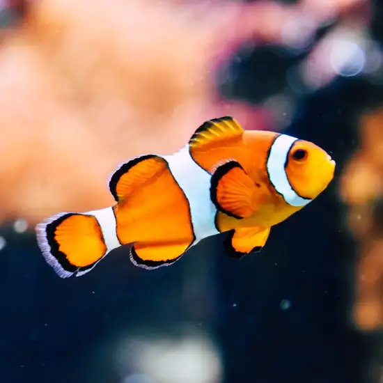 Image related to Florida Aquarium 