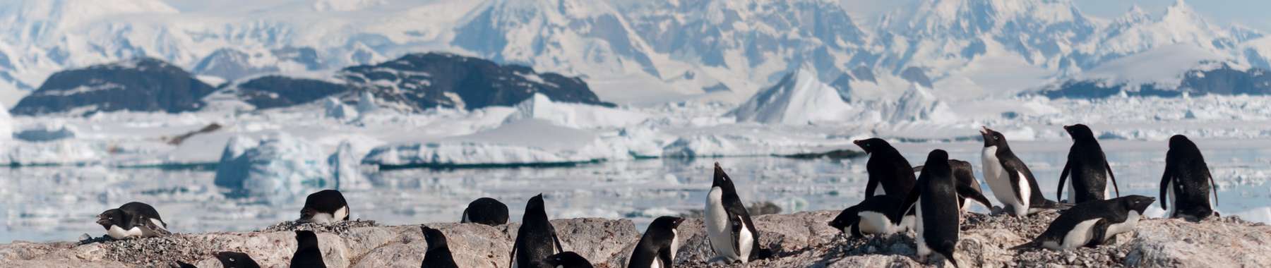 Antarctic cruises