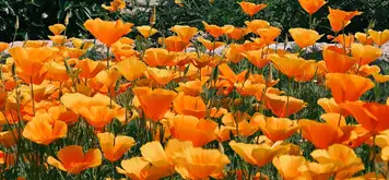 Image related to Horticultural Society