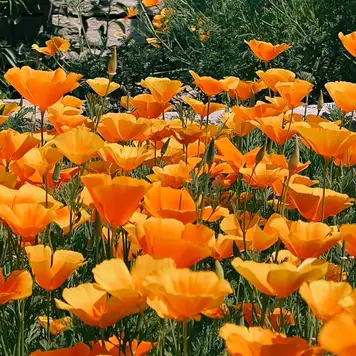 Image related to Horticultural Society