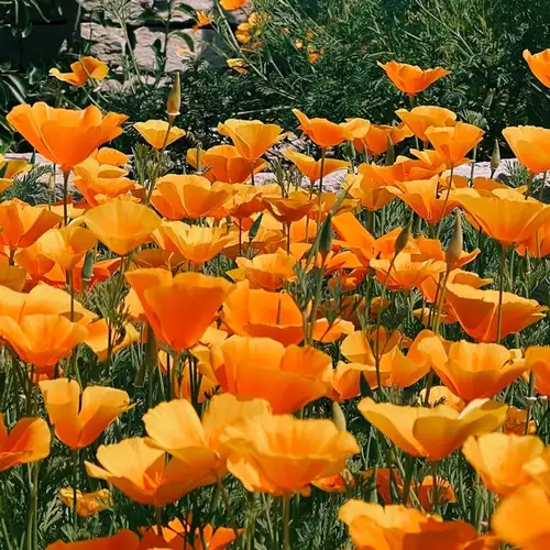 Image related to Horticultural Society