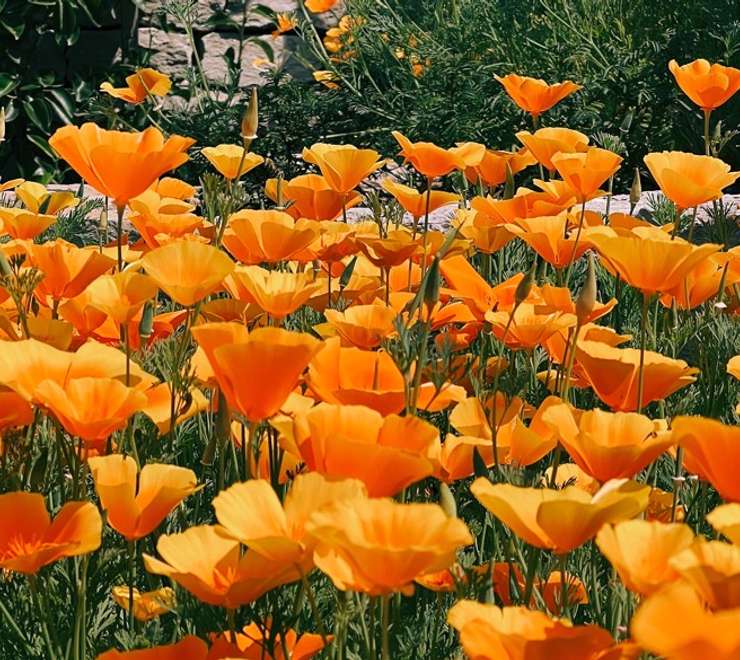 Horticultural Society