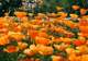 Horticultural Society