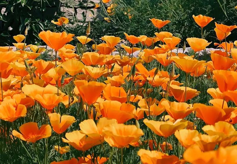 Horticultural Society