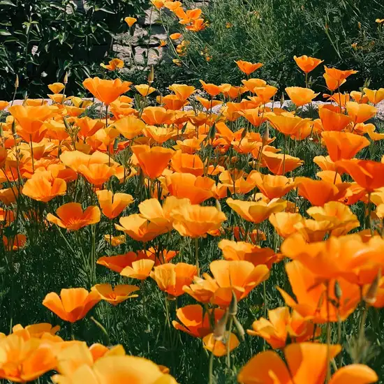 Image related to Horticultural Society