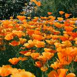 Image related to Horticultural Society