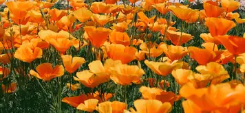 Image related to Horticultural Society