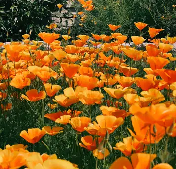 Horticultural Society