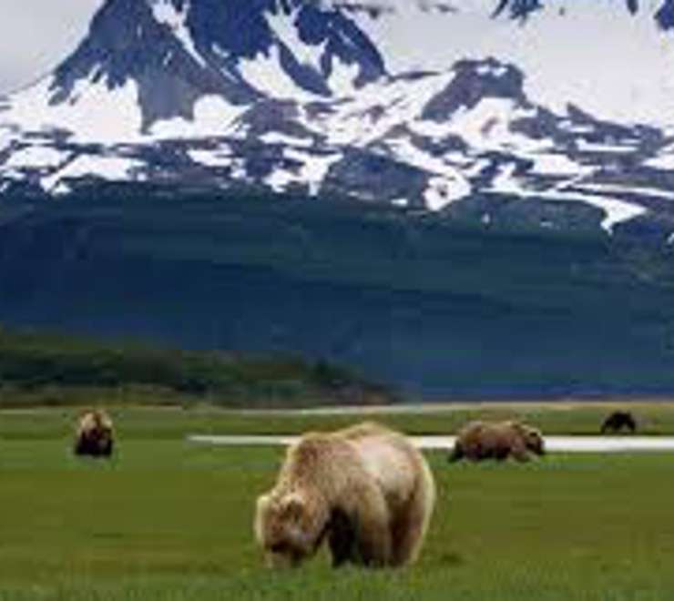 Bear Viewing