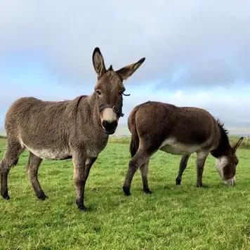Image related to Donkey Sanctuary