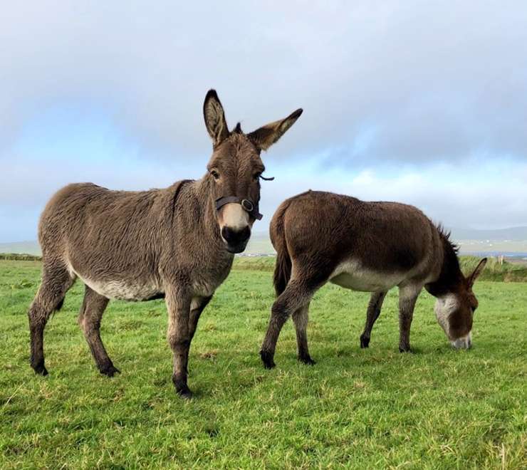 Donkey Sanctuary
