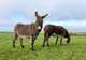Donkey Sanctuary