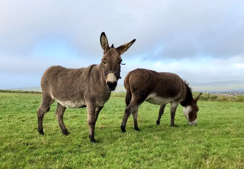 Image related to Donkey Sanctuary