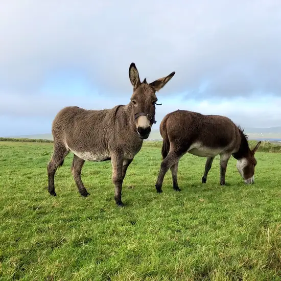 Image related to Donkey Sanctuary