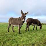 Image related to Donkey Sanctuary