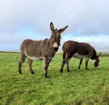 Image related to Donkey Sanctuary