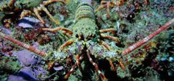 Image related to Lobster Tours