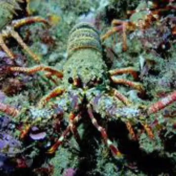 Image related to Lobster Tours