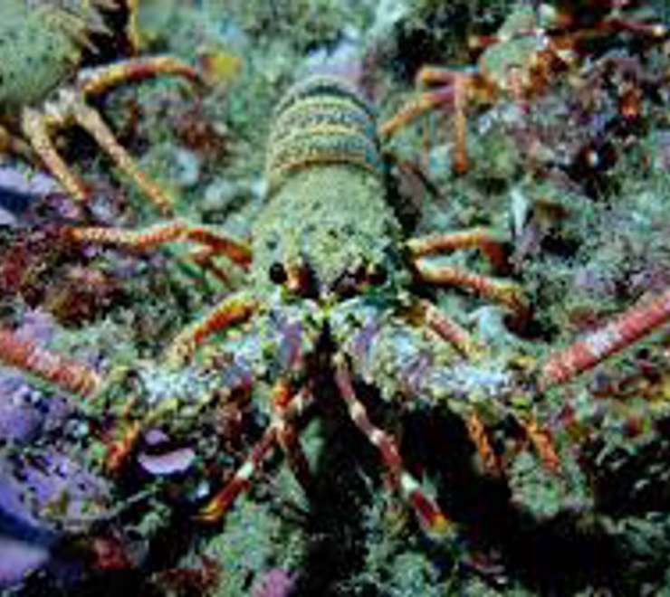 Lobster Tours