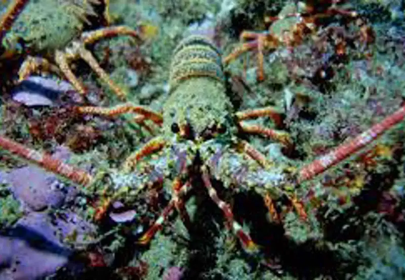 Lobster Tours