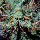 Image related to Lobster Tours