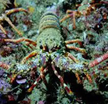 Lobster Tours