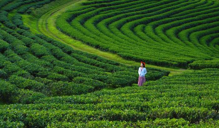 Chiang Rai- Tea Plantations & Tribes