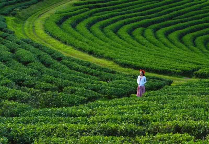 Chiang Rai- Tea Plantations & Tribes