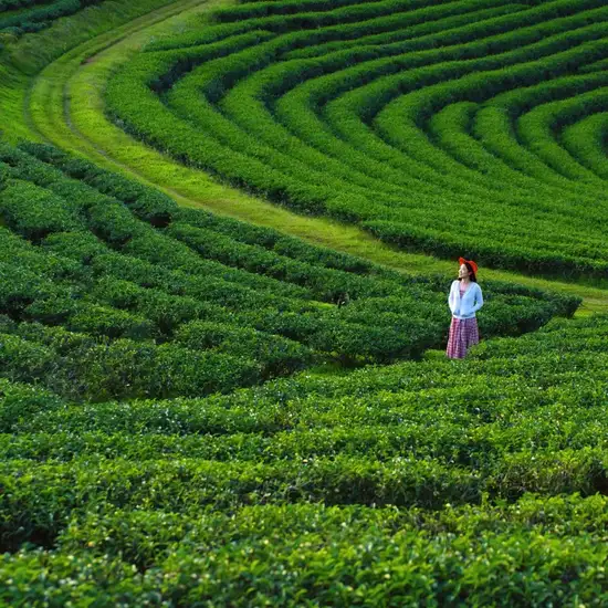Image related to Chiang Rai- Tea Plantations & Tribes