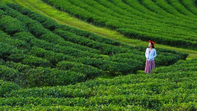 Explore Chiang Rai's Tea Plantations and Hill Tribes