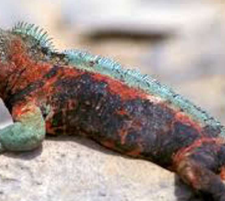 Observe Marine Iguanas