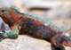 Observe Marine Iguanas