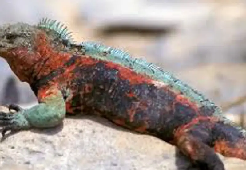 Observe Marine Iguanas