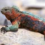 Image related to Observe Marine Iguanas