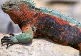 IgluCruise.Application.ViewModels.Shared.WebImageViewModel?.Description