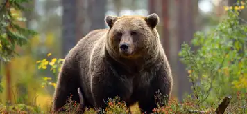 Image related to Fortress of the Bear