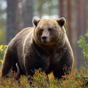 Image related to Fortress of the Bear