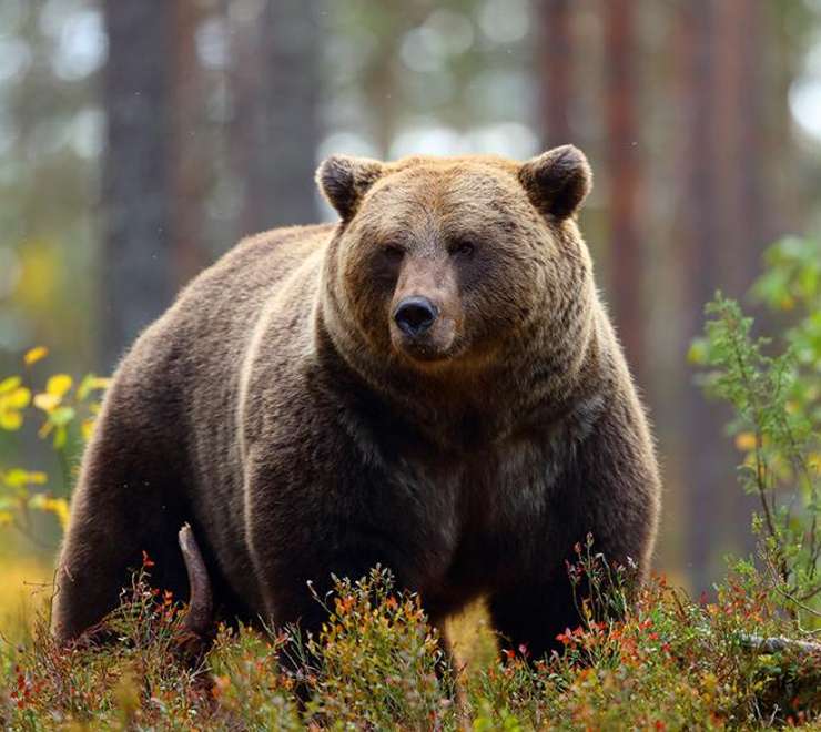 Fortress of the Bear