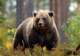 Fortress of the Bear