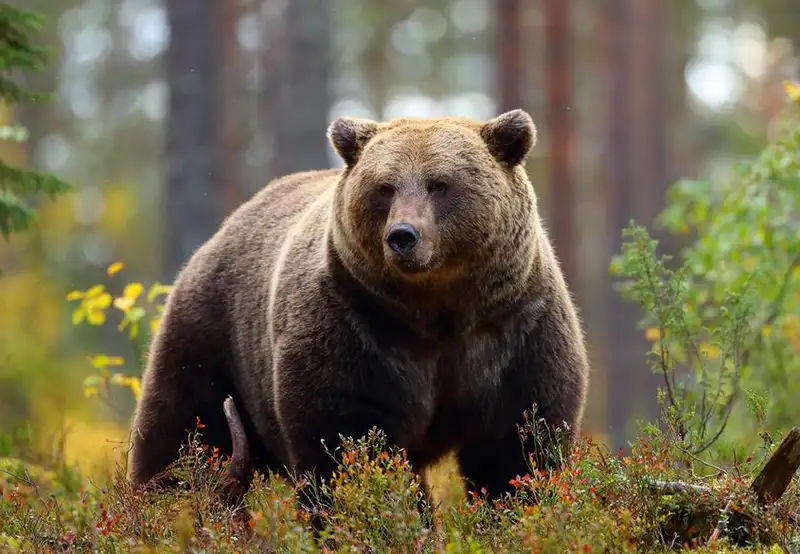 Fortress of the Bear Sitka Alaska
